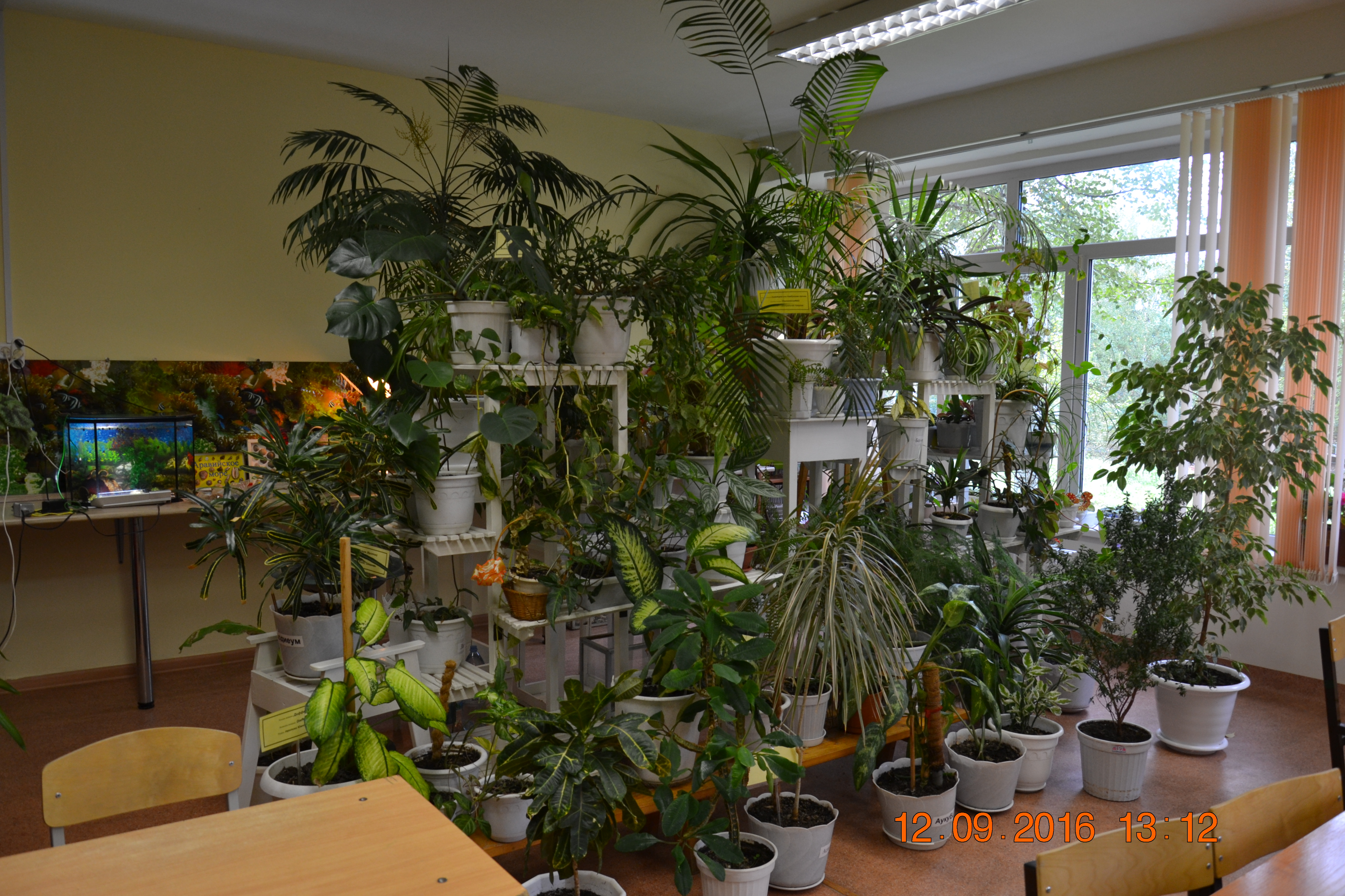 Живой уголок в классе. Комнатные растения в школе. Озеленение школьного кабинета. Зеленый уголок в школе. Комнатные растения в школьном классе.